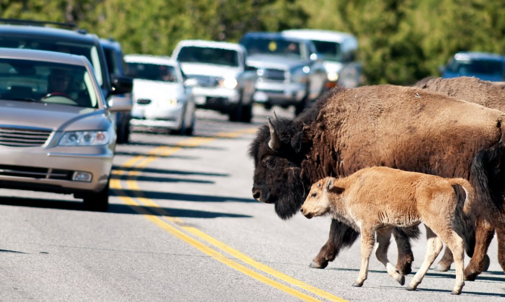 Bison crossing a street in Yellowstone National Park.  Please see my portfolio for other animal and Yellowstone images.