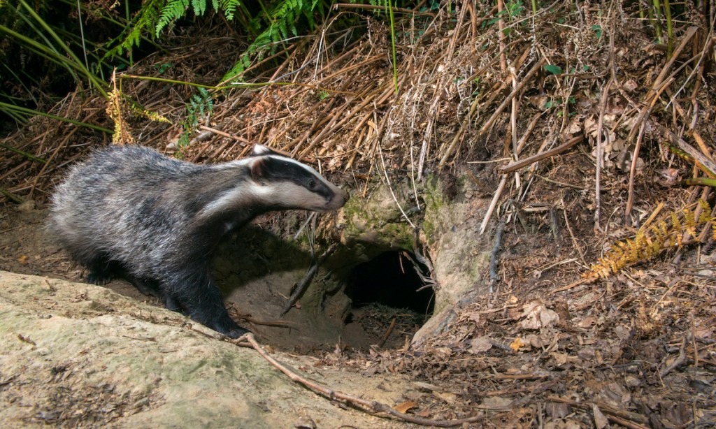 European badger cub (Meles meles) at sett entrance hole, Ashdown Forest, Sussex, England