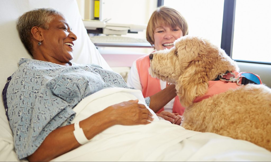 Pet Therapy Dog And Handler Visiting Senior Female Patient In Hospital