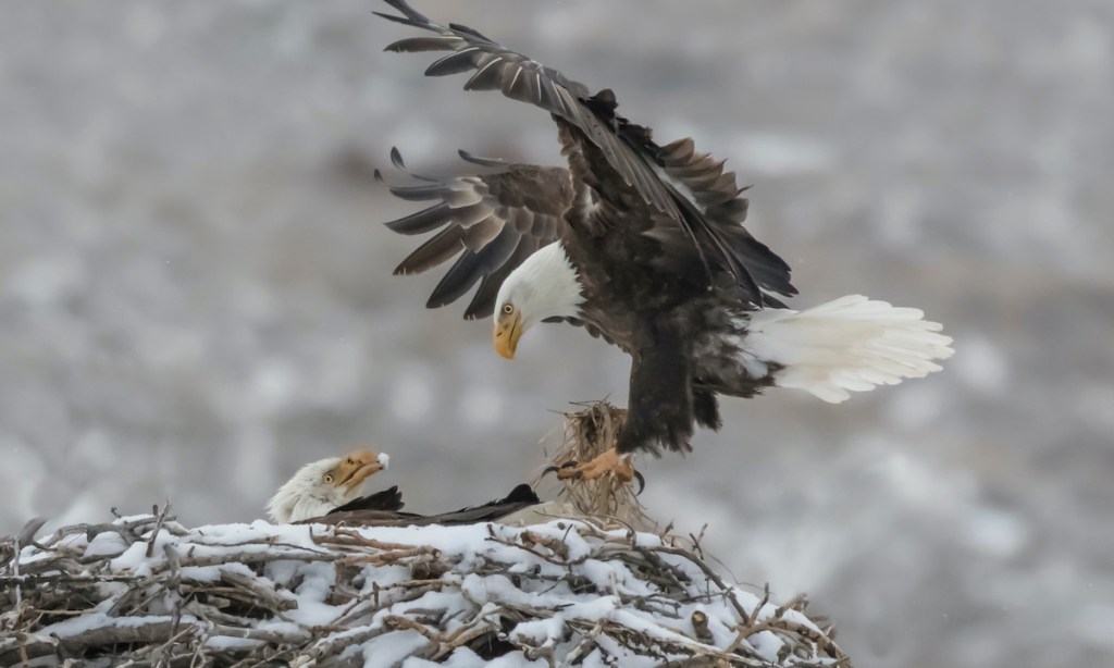 It’s a cold snowy morning, but the bald eagles continue to deliver the goods. A bald eagle deliveries nesting material to the nest with its mate looking on.