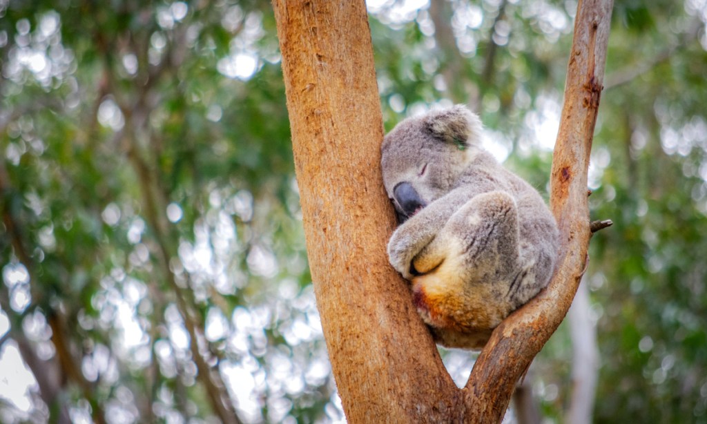 Cute adult koala from australia sleeping on tree