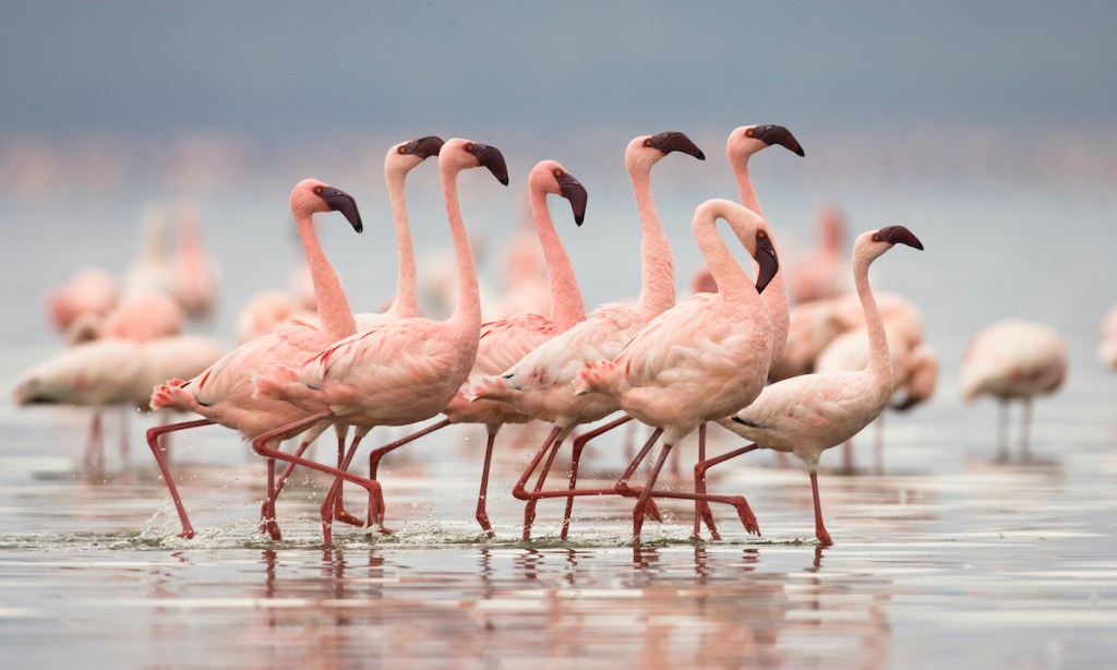 Lesser Flamingo in Courtship Ritual