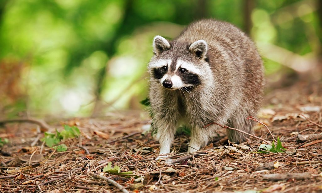 Close-up image of a cute raccoon in the forest. Canadian wildlife. Toronto animals.