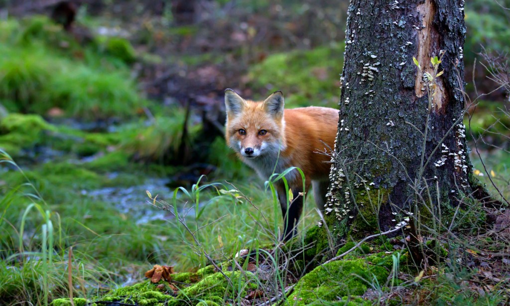 A red fox peers out from behind a tree in Algonquin Park, Canada.