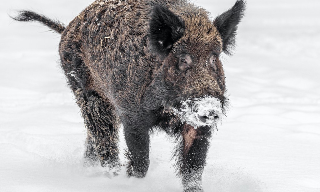 Close-Up Of A Wild Boar Walking On Snow