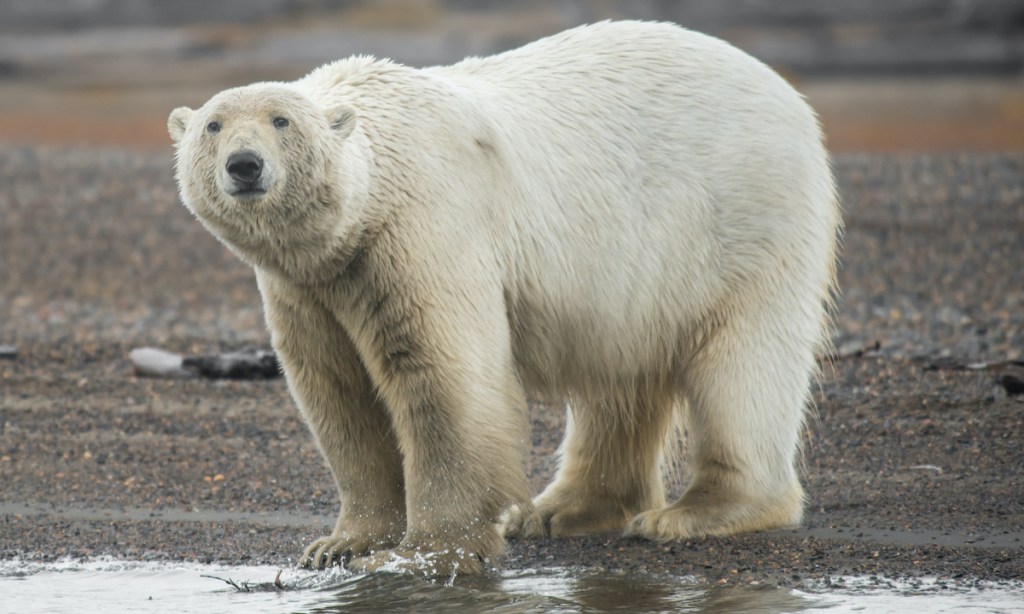 Polar Bear Close Up on Arctic Shore
