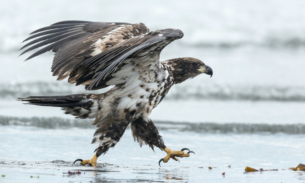 Juvenile Bald eagle prior to take-off on the beach