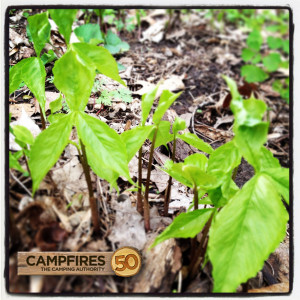 Lake_Pepin_Spring_Blooming_Minnesota_Hiking