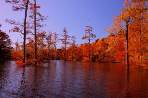 Fall Foliage