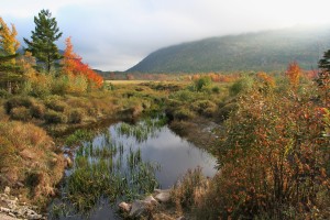 Fall Foliage