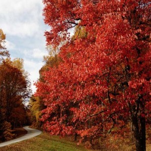 Fall Foliage