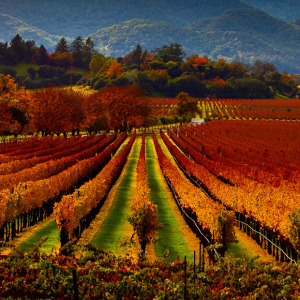 Napa Valley, California