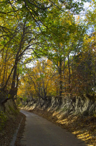 Fall Foliage