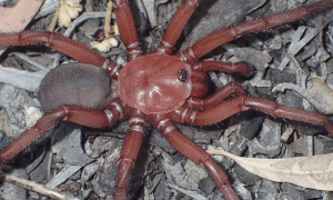 Scientists Discover Giant Red Spider That Can Live for 20 Years
