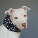 Winter Dog Gear: Sirius_Republic_Fleece_Snoods