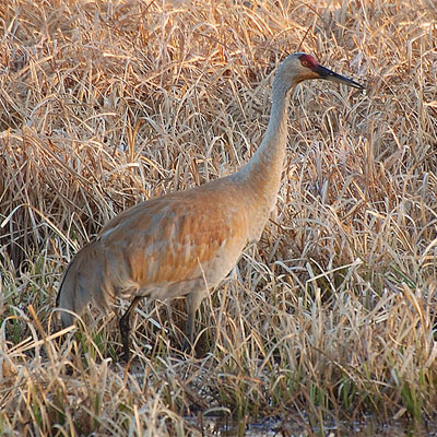 Crex Meadows Wildlife