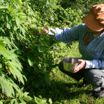 Outdoor Activities: Foraging