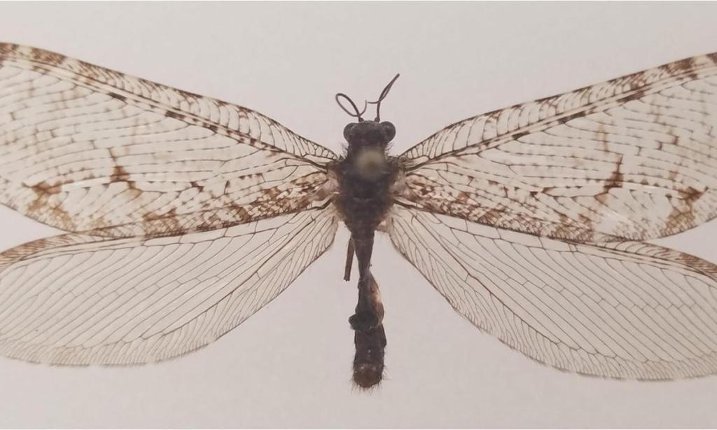 lacewing-main