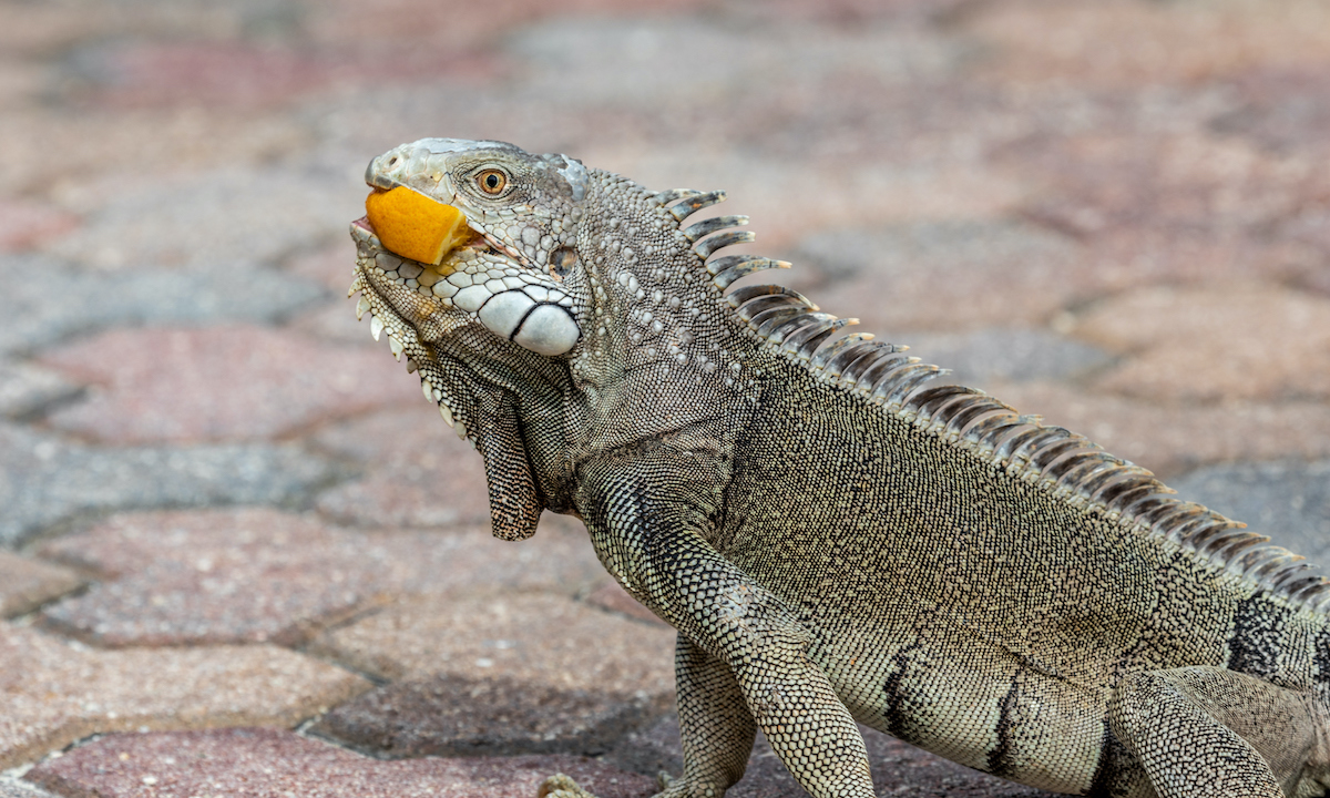 Cake-Stealing Wild Iguana Bites Girl, Gives Her Fish Tuberculosis