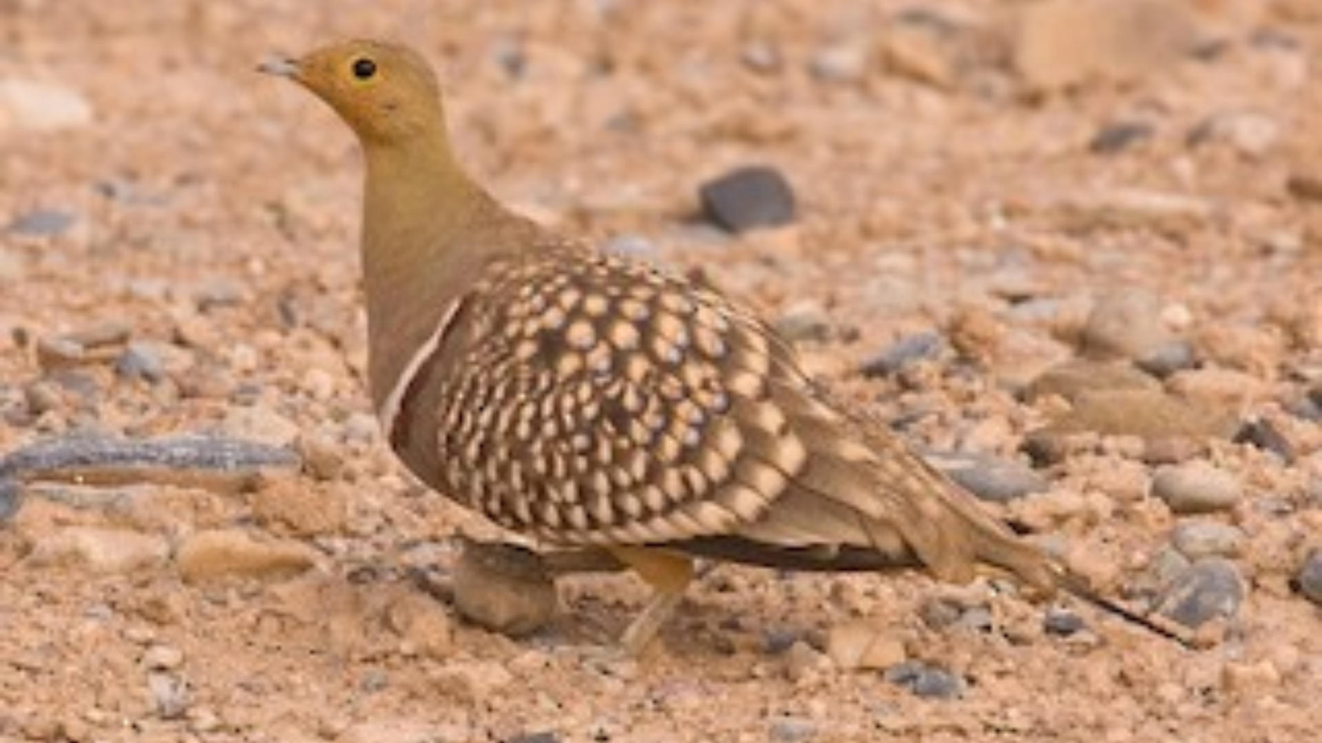 Sandgrouse Travel