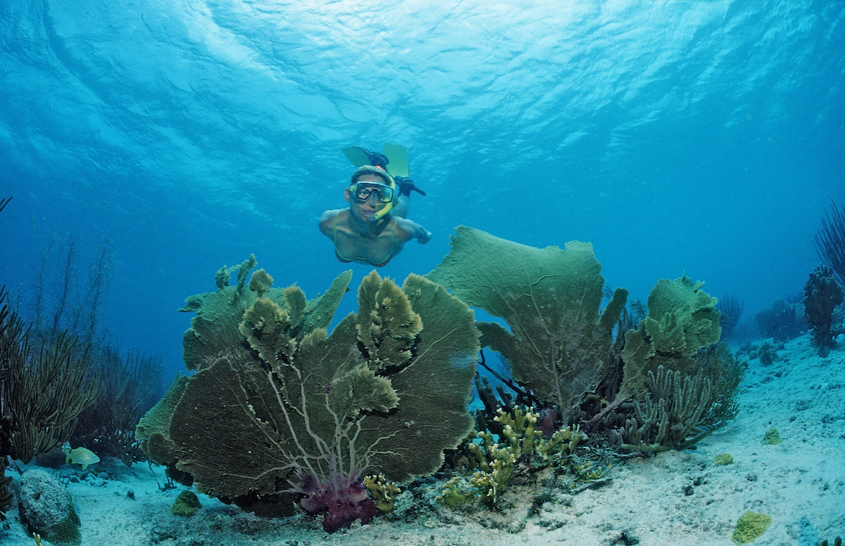 Caribbean snorkeler