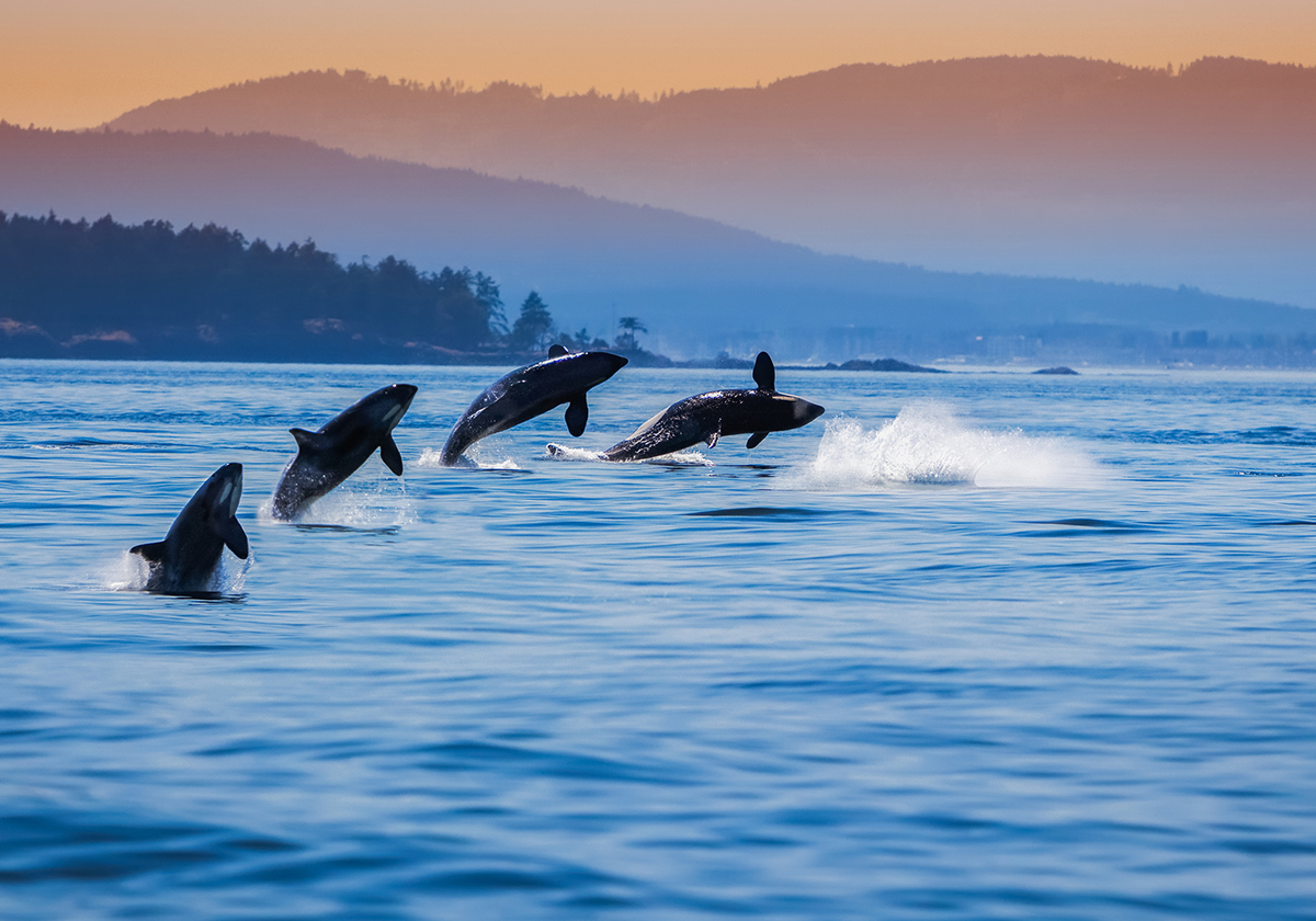 best-whale-watching-spots-north-america