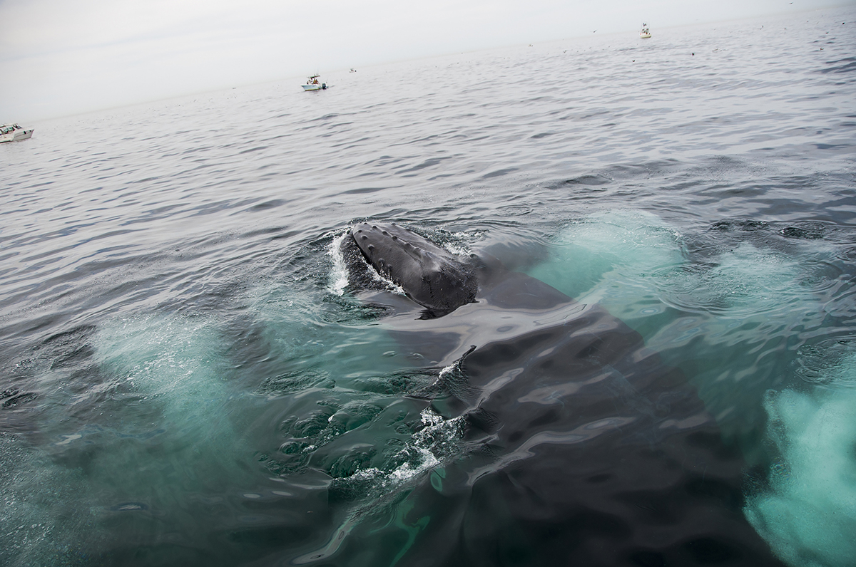 best-whale-watching-spots-north-america