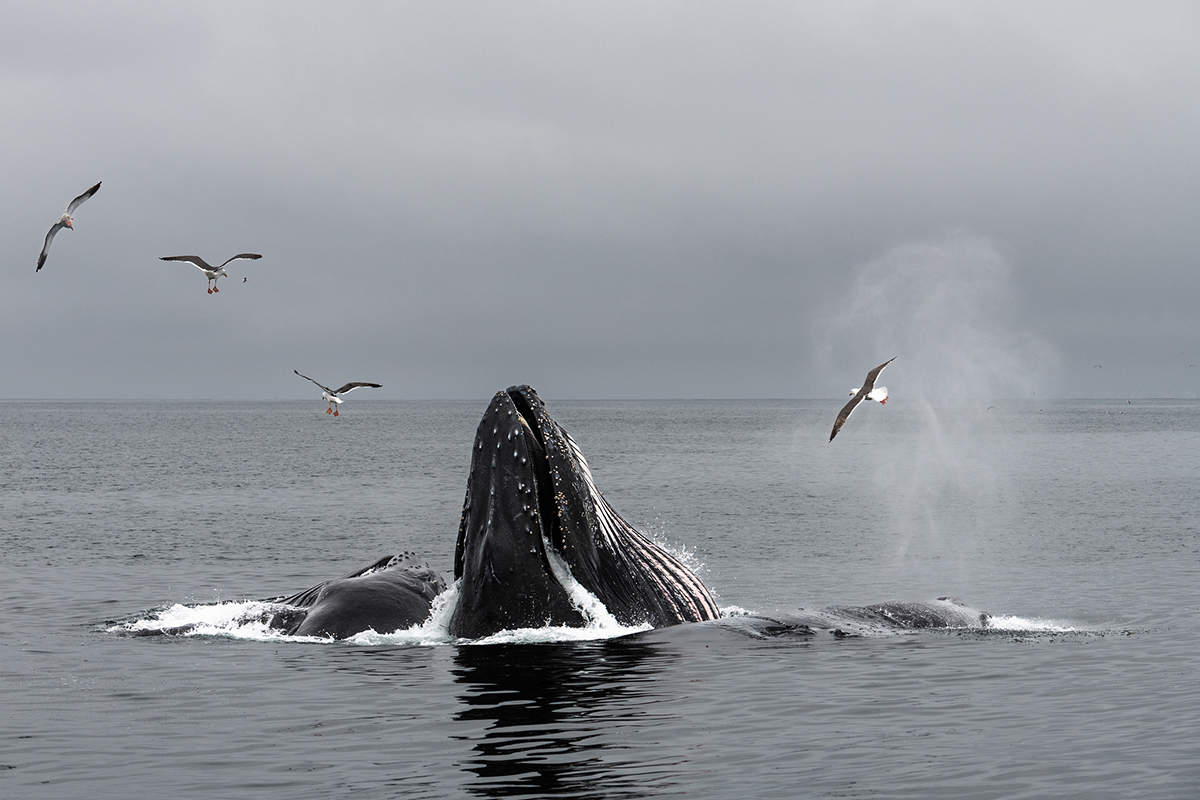 best-whale-watching-spots-north-america