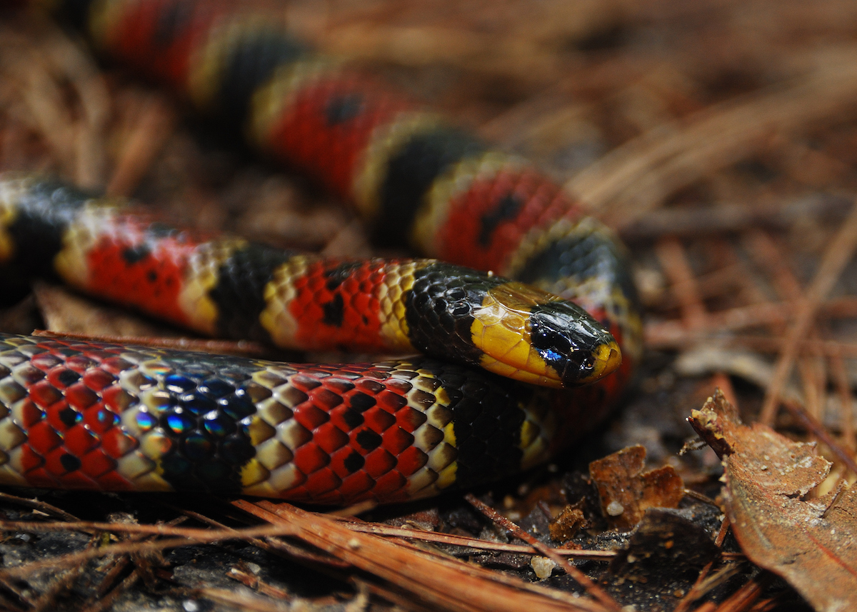 coral snake