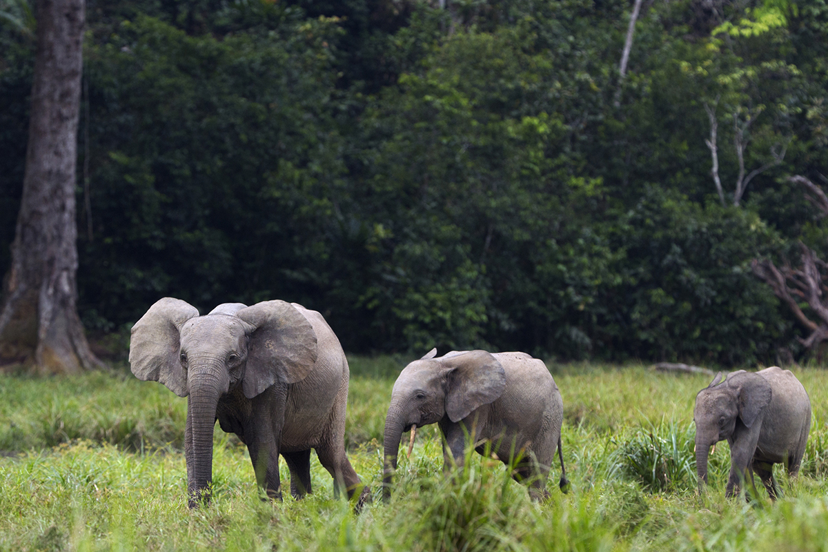 endangered-animals-and-recovered