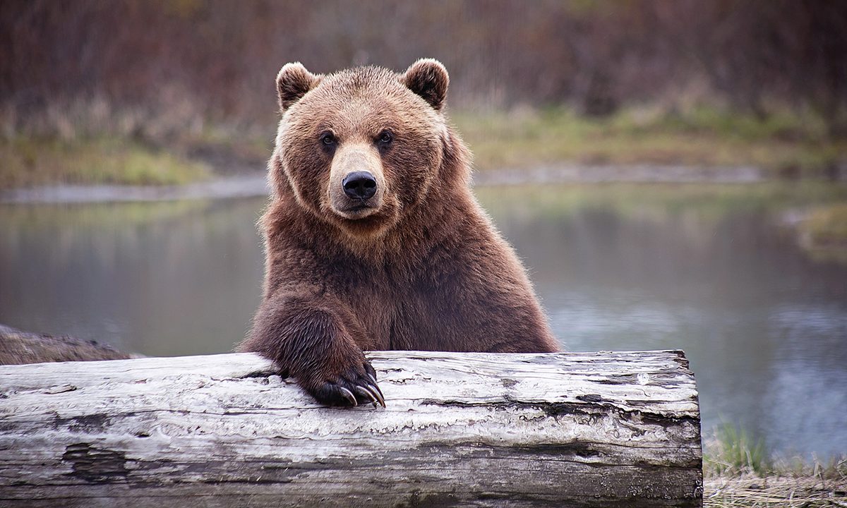 how-bear-grylls-keeps-his-food-safe-from-bears