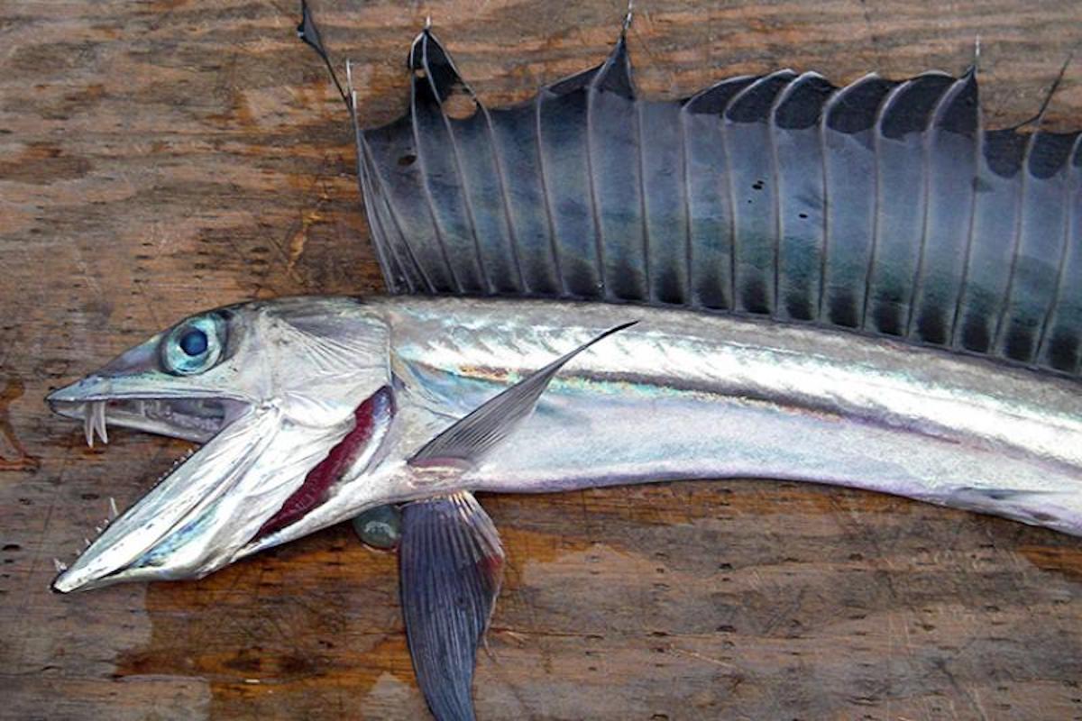 lancetfish