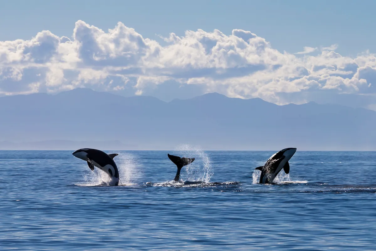 Group of orcas