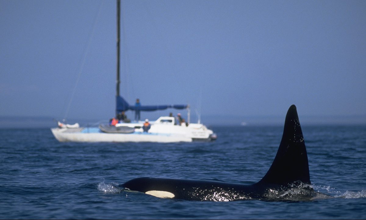 captain-worried-sailors-will-start-shooting-killer-whales