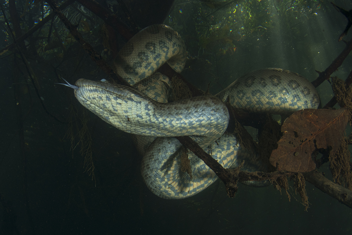 dangerous-animals-in-the-amazon