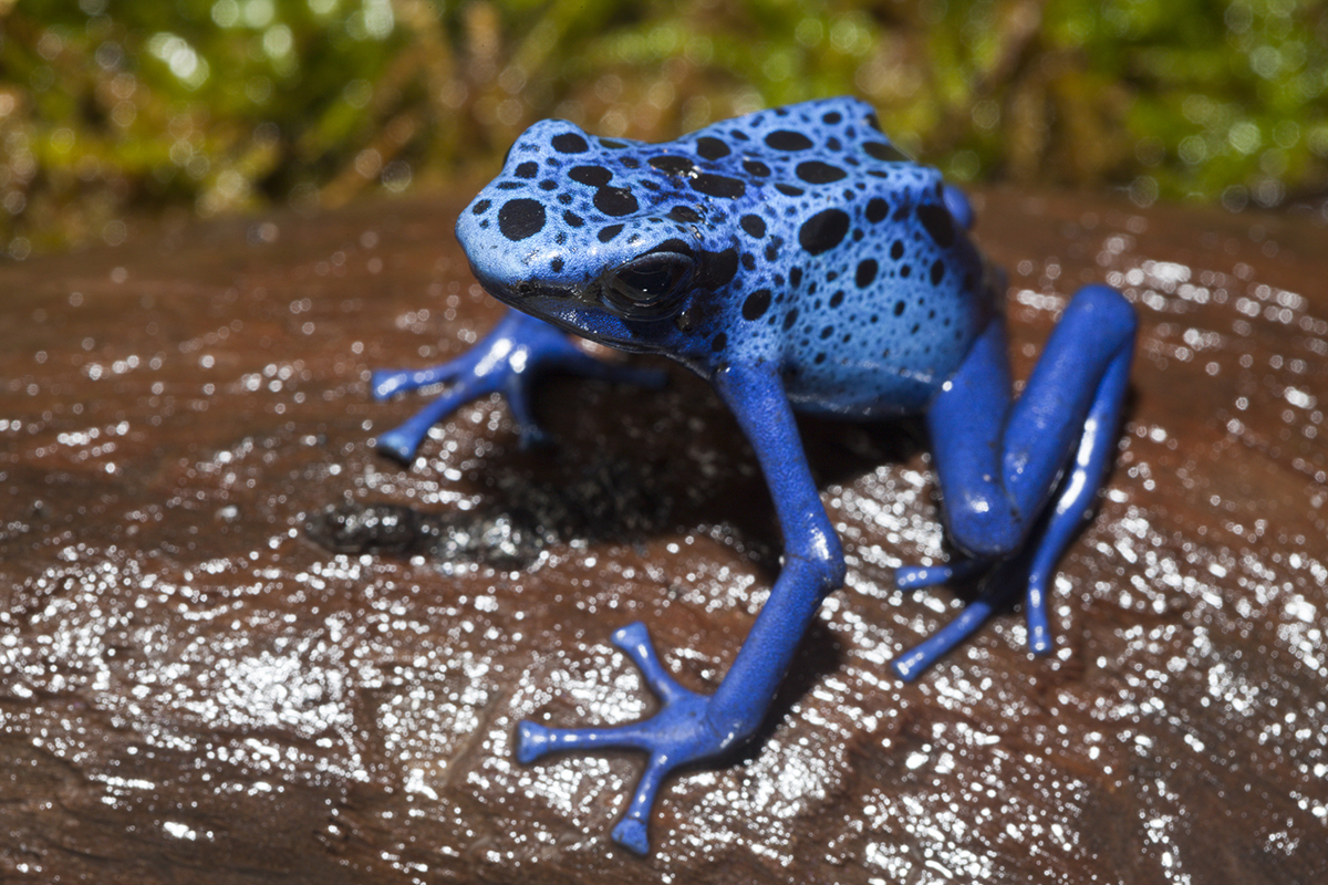 dangerous-animals-in-the-amazon