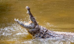 dangerous-lizards-and-reptiles