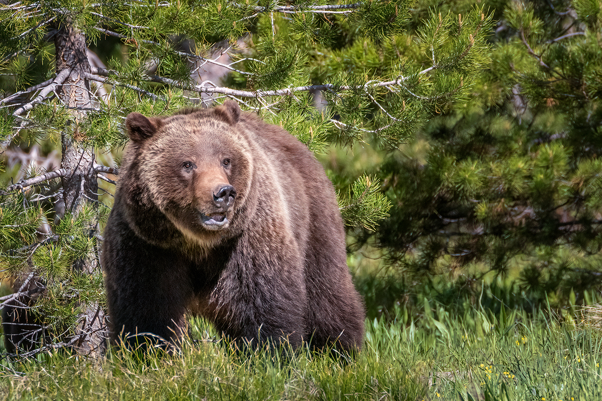 dangerous-mammals-in-the-wild