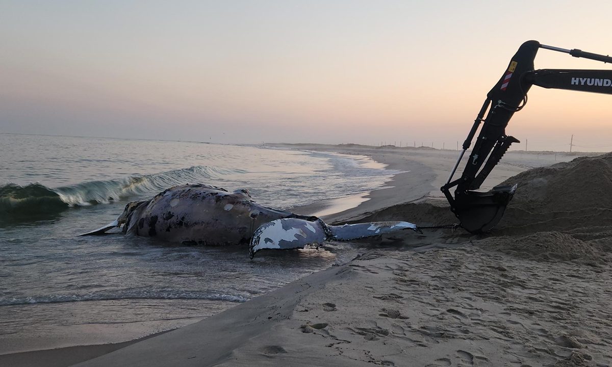 What's Behind the Disturbing Surge in NJ Whale Strandings?
