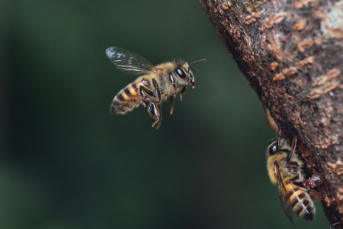 insects-to-avoid