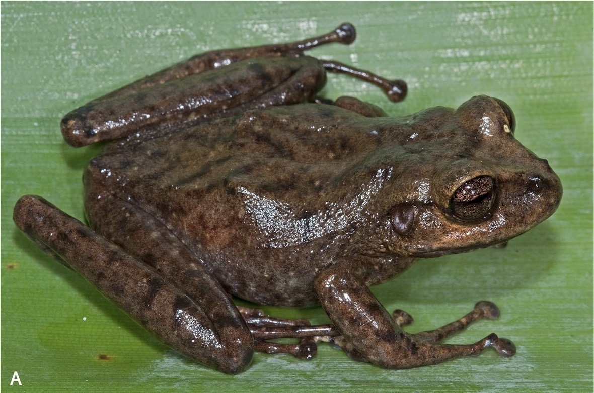 new frog species