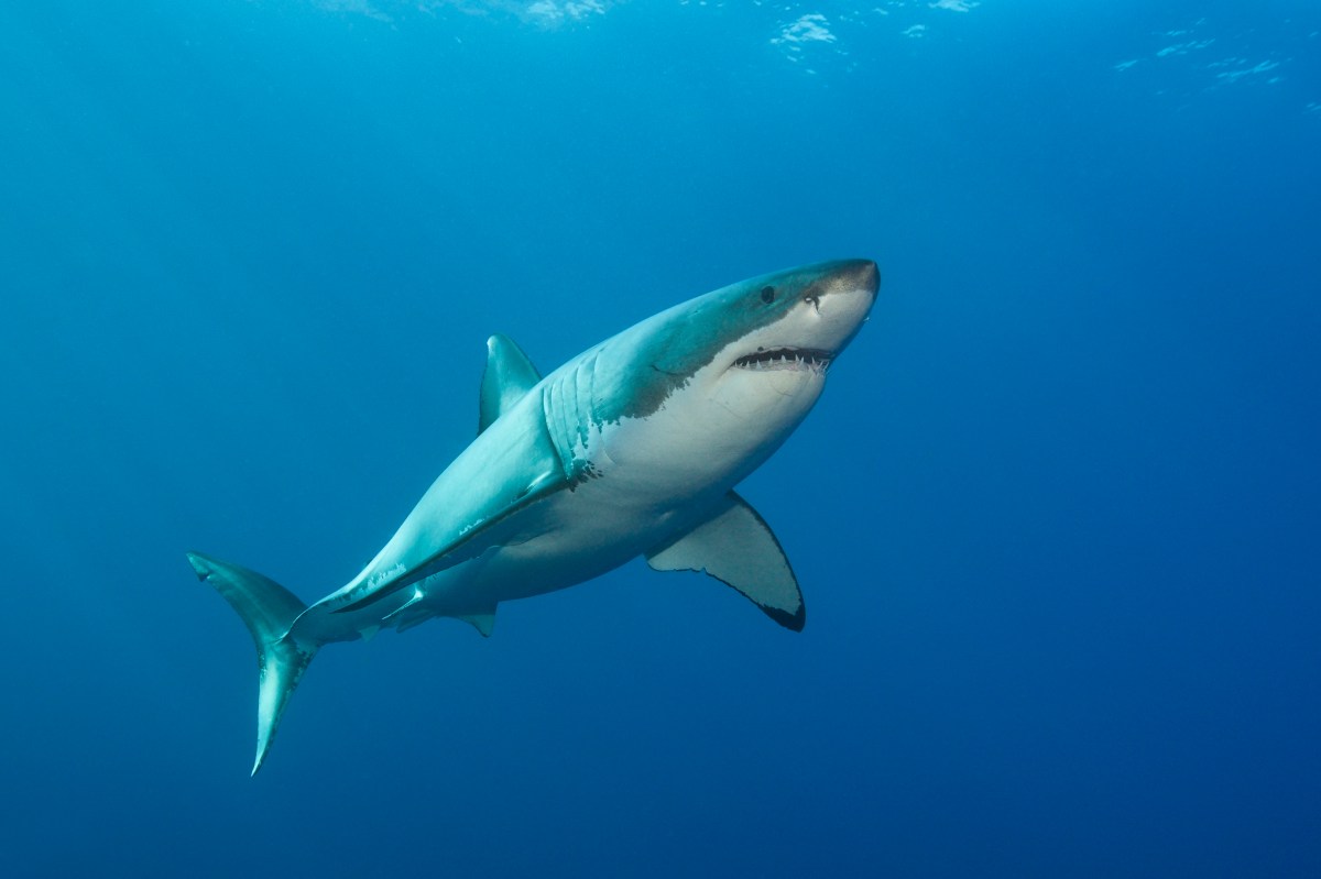 great white shark
