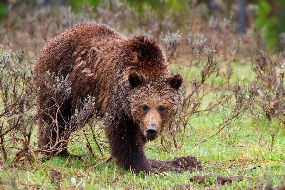 grizzly bear yellowstone