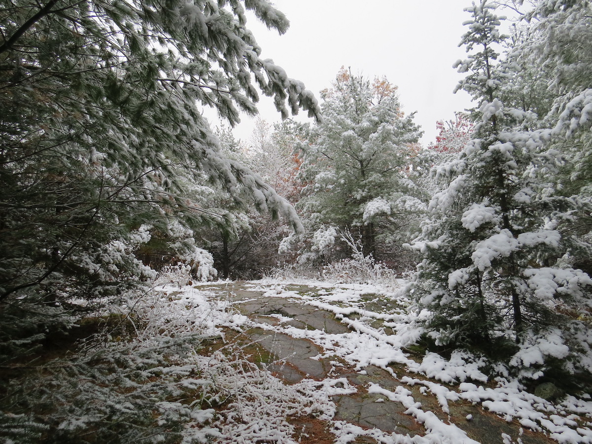 Winter Trail