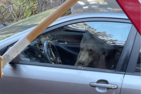 bear trapped in a car