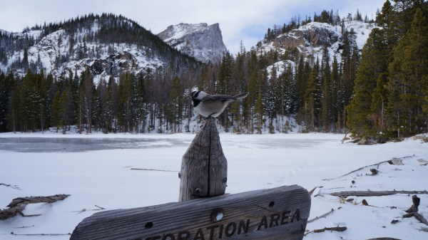 rocky mountain birds