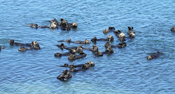 sea otters