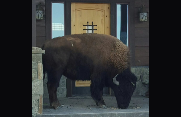 boomboom the bison