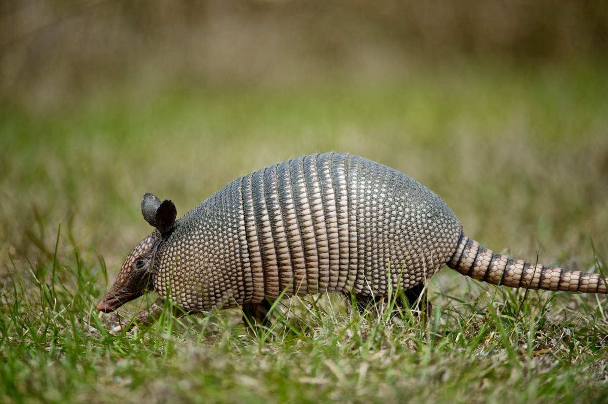 armadillo