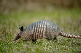 armadillo